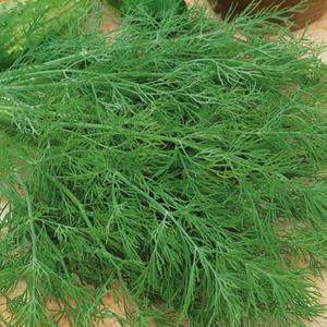 Kôpor voňavý Premium vyobraziť