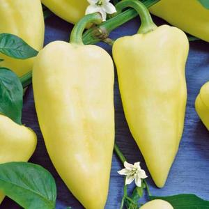 Paprika Premium vyobraziť