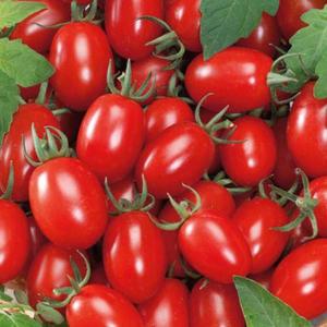 Rajčiak Premium vyobraziť