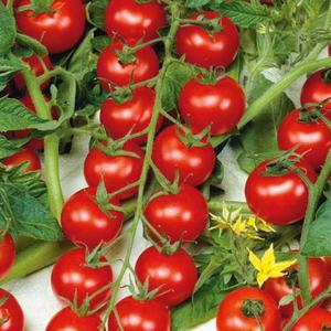 Rajčiak Premium vyobraziť