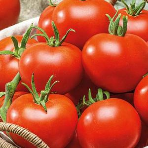 Rajčiak jedlý kríčkový Premium vyobraziť