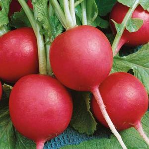 Reďkovka Premium vyobraziť