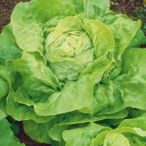 Šalát Premium vyobraziť