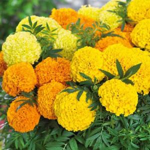 Aksamietnica vysoká Mix vyobraziť