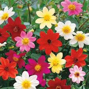 Georgína mix Mignon vyobraziť