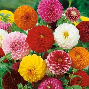 Georgína Pompon Mix vyobraziť