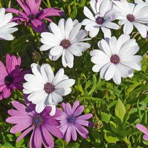 Kapská margaréta zmes vyobraziť