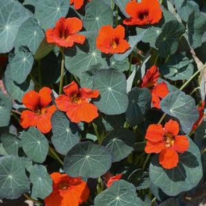 Kapucínka červená vyobraziť