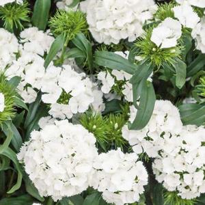 Klinček bradatý biely vyobraziť