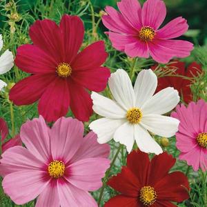 Krasuľka perovitá zmes vyobraziť