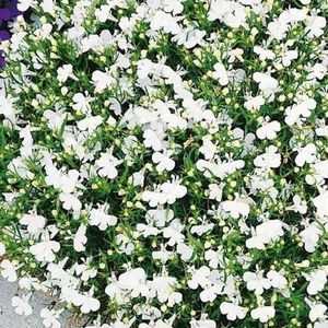 Lobelka drobná biela vyobraziť