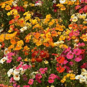 Nemézia zmes vyobraziť