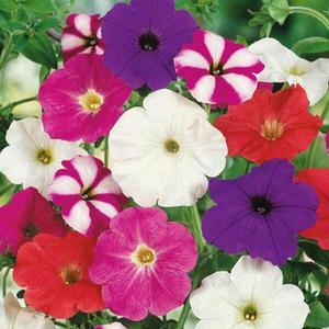 Petúnia zahradná vyobraziť