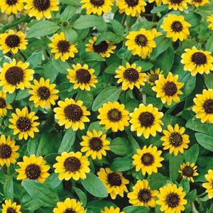 Sanvintália poliehavá vyobraziť