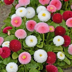 Sedmokráska obyčajná vyobraziť