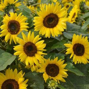 Slnečnica okrasná Polino Cola vyobraziť