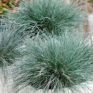 Kostrava modrá vyobraziť