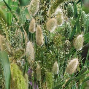 Trávna zmes pre suché kytice vyobraziť