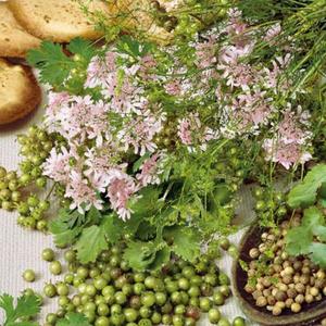 Koriander vyobraziť