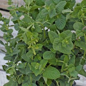 Mäta jablčná vyobraziť