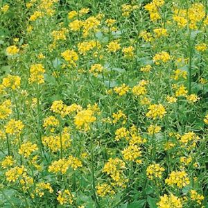 Horčica biela vyobraziť