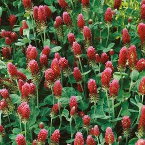 Ďatelina purpurová vyobraziť