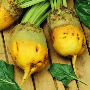 Repa kŕmna vyobraziť