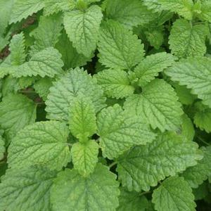 Medovka lekárska Bio vyobraziť