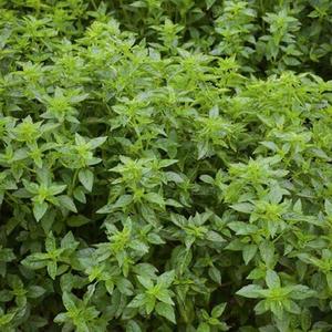 Bazalka pravá Bio vyobraziť