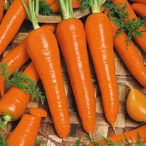 Mrkva Katlen vyobraziť