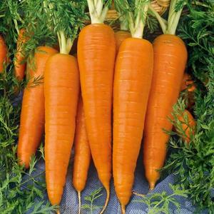 Mrkva Kardila vyobraziť