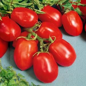 Rajčiak Orbit vyobraziť