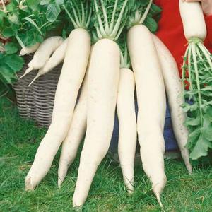 Reďkovka Japana F1 vyobraziť