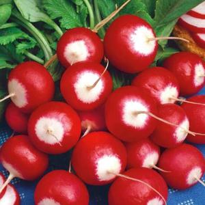 Reďkovka Duo vyobraziť