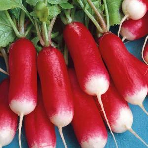 Reďkovka vyobraziť