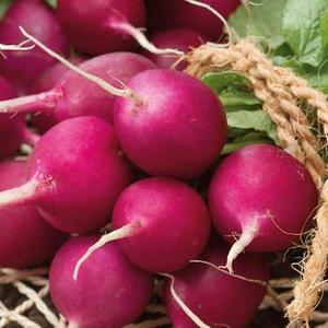 Reďkovka Lilana vyobraziť