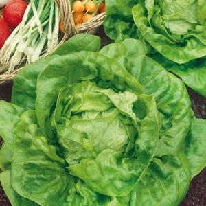 Šalát Major vyobraziť