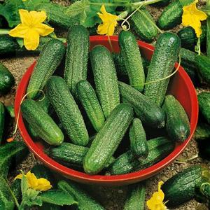 Uhorka nakladačka Sonada F1 vyobraziť