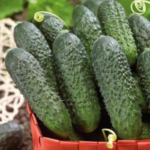 Uhorka nakladačka Dafne F1 vyobraziť