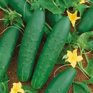 Uhorka siata šalátová Cheer F1 vyobraziť