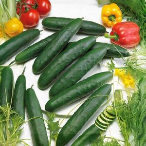 Uhorka siata šalátová Amanda F1 vyobraziť