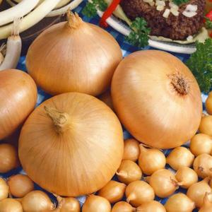 Cibuľa štutgarstká 300g /8-21mm/ žltá vyobraziť