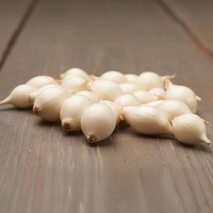 Cibuľa snowball 250/8-21mm/ biela vyobraziť