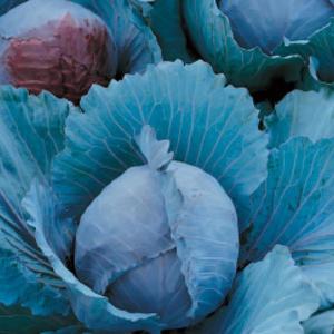 Kapusta neskorá červená na strúhanie Premium vyobraziť