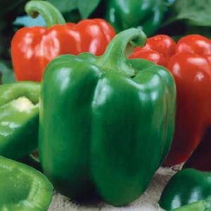 Paprika poľná hrubostenná Premium vyobraziť