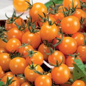 Rajčiak kríčkový balkónový oranžová Premium vyobraziť
