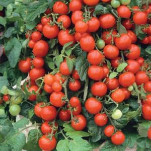 Rajčiak kríčkový balkónový červený Premium vyobraziť