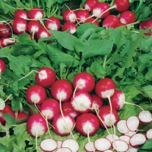 Reďkovka guľatá červ-biela Premium vyobraziť