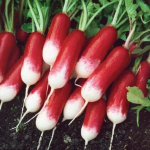 Reďkovka podlhovastá červ-biela Premium vyobraziť