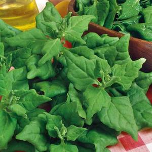 Špenát novozélandský vyobraziť